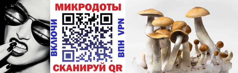 Галлюциногенные грибы Psilocybe  Калач 